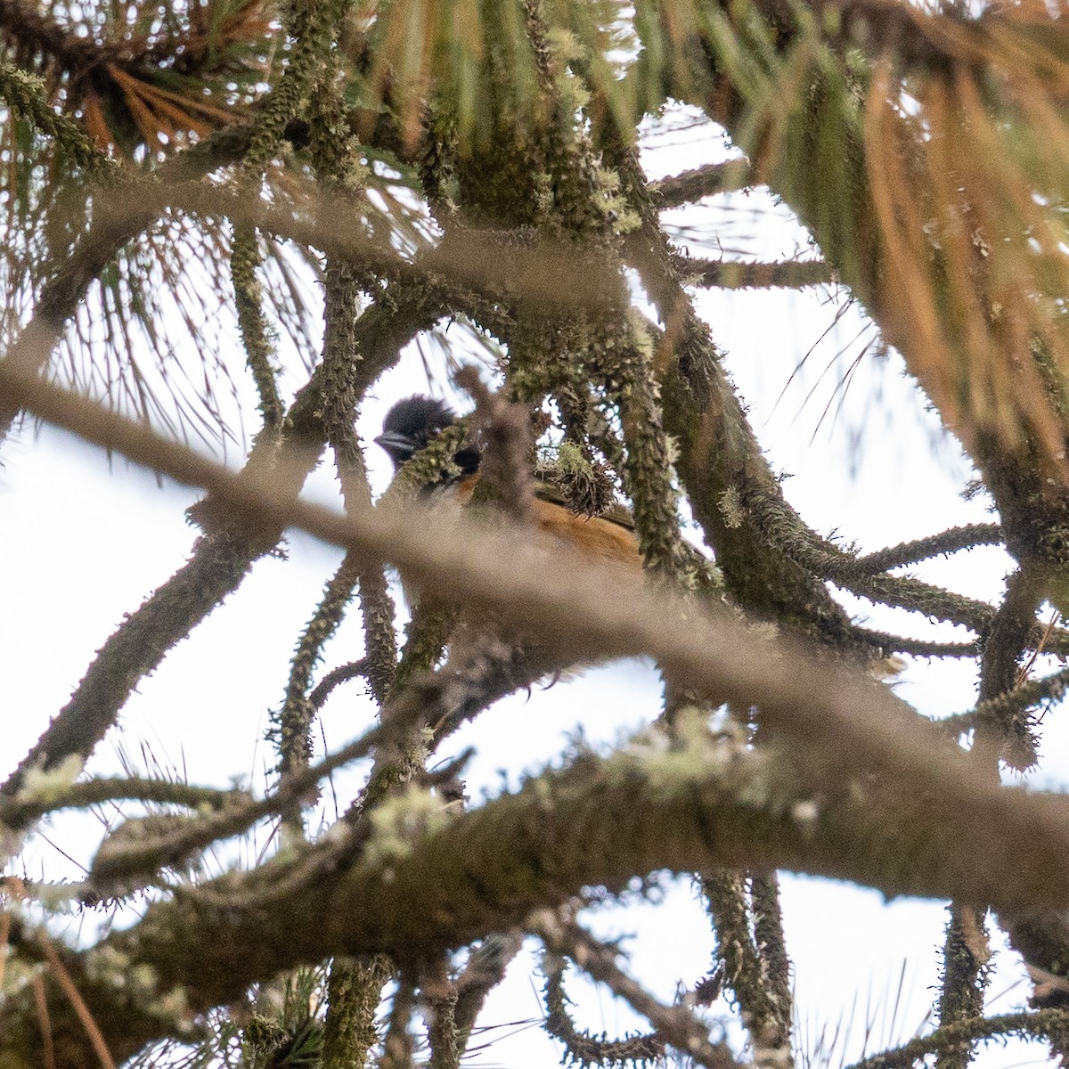 Spotted Towhee - ML570448361