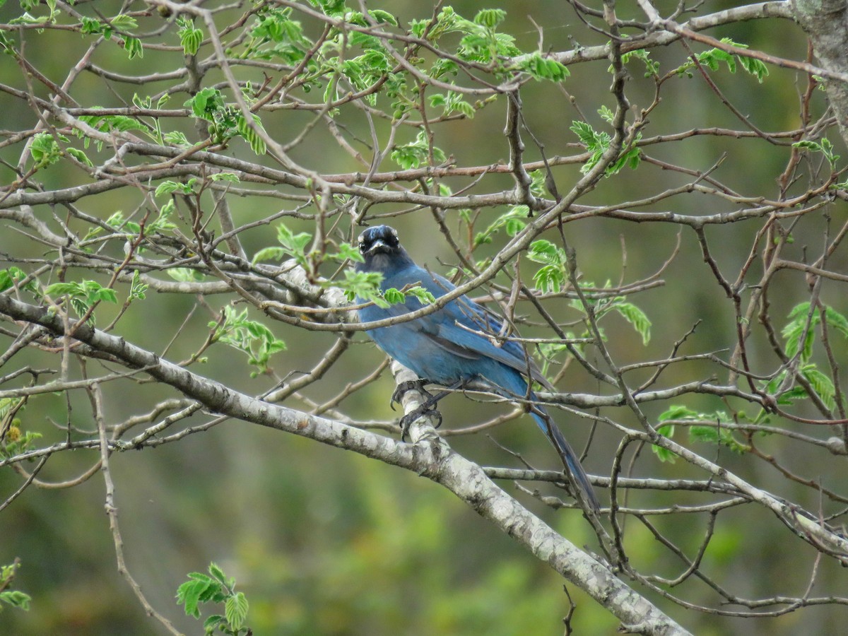 Steller's Jay (Middle American) - ML57044871