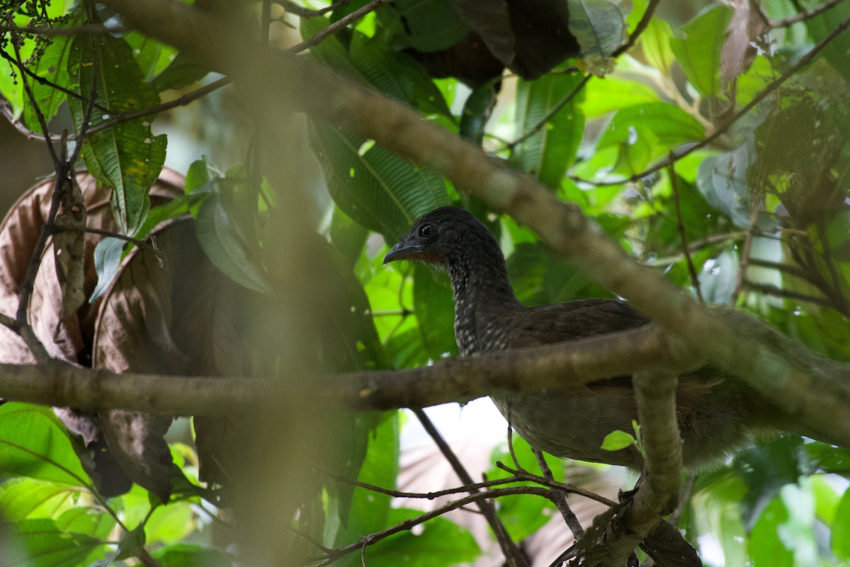 Speckled Chachalaca (Speckled) - ML570449281