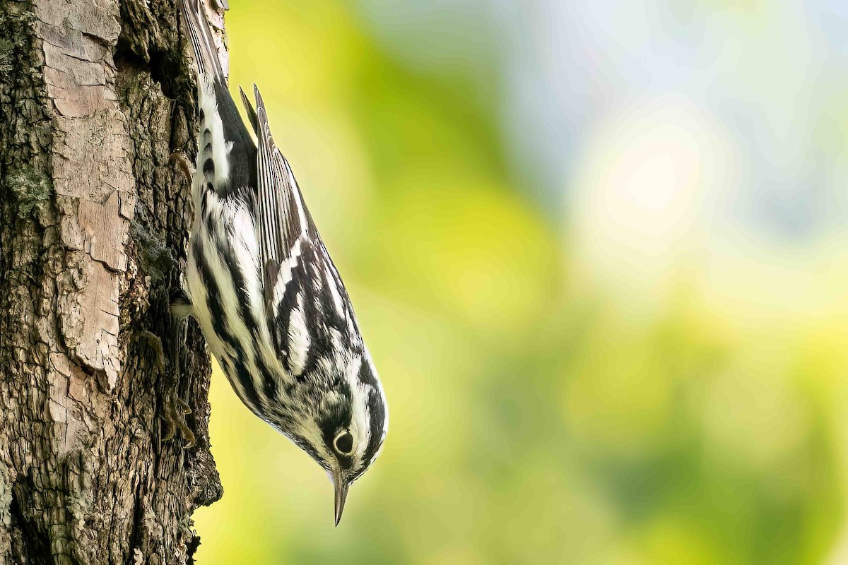 Black-and-white Warbler - ML570450341