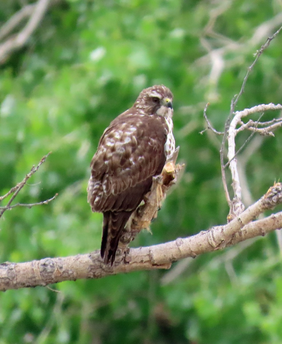 Red-tailed Hawk - ML570457631