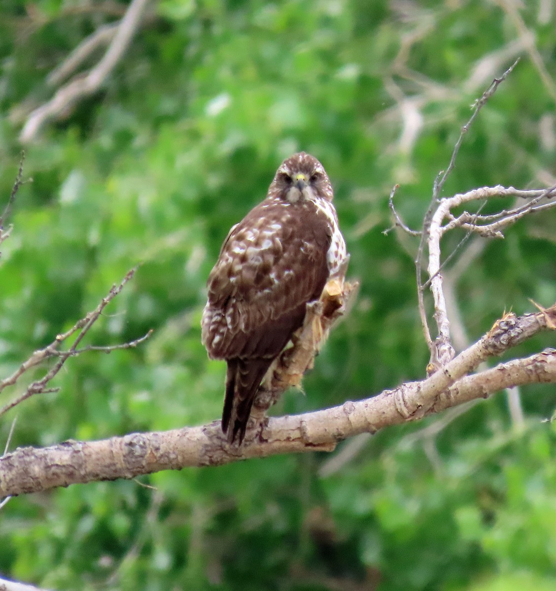 Red-tailed Hawk - ML570457641