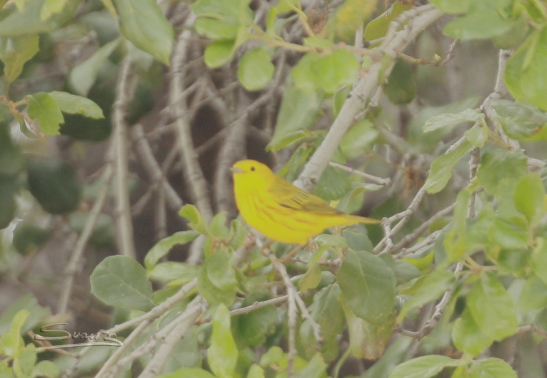 Yellow Warbler - ML570459921
