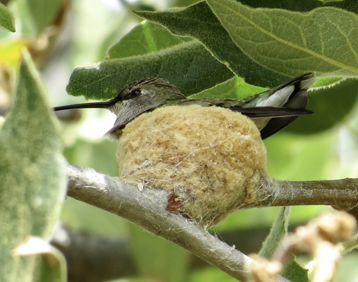 Black-chinned Hummingbird - ML570460001