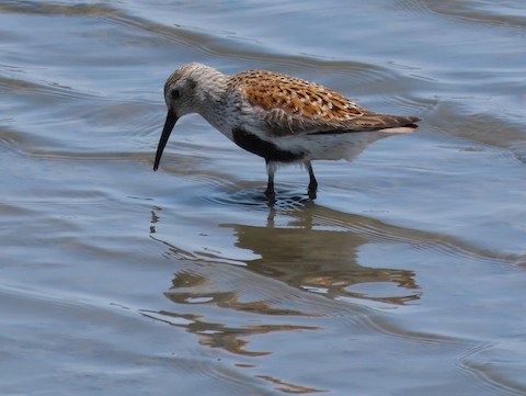Dunlin - Ruth Bergstrom
