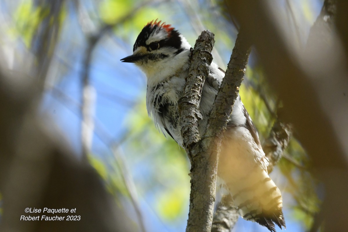 Downy Woodpecker - ML570461601