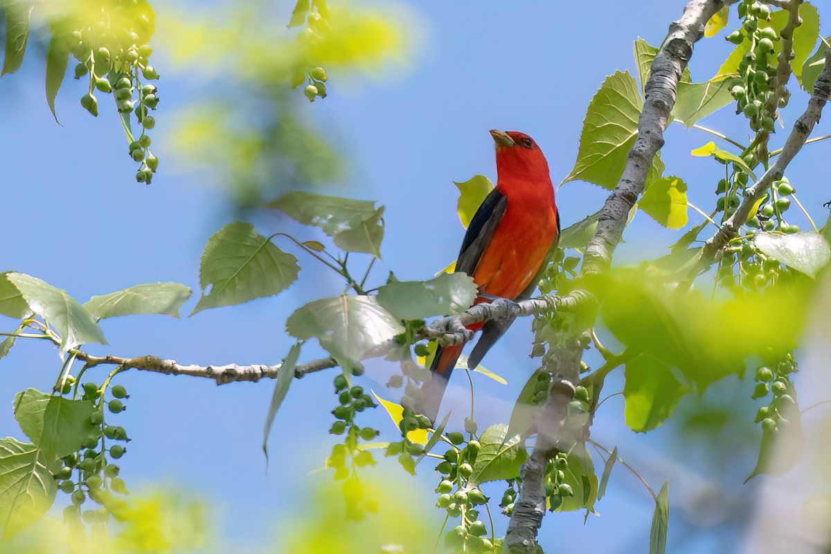 Scarlet Tanager - Traci Gentry