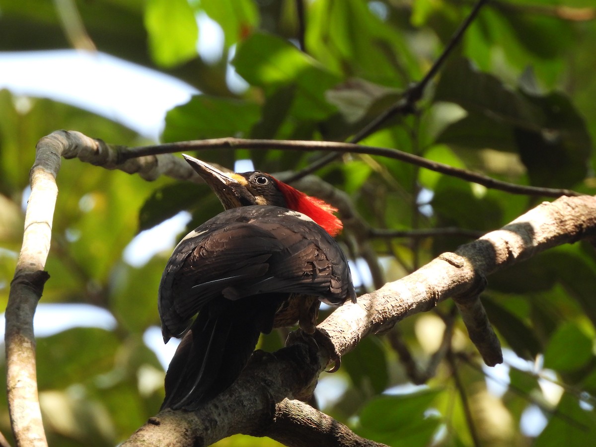 Lineated Woodpecker - Yanira Cifuentes Sarmiento