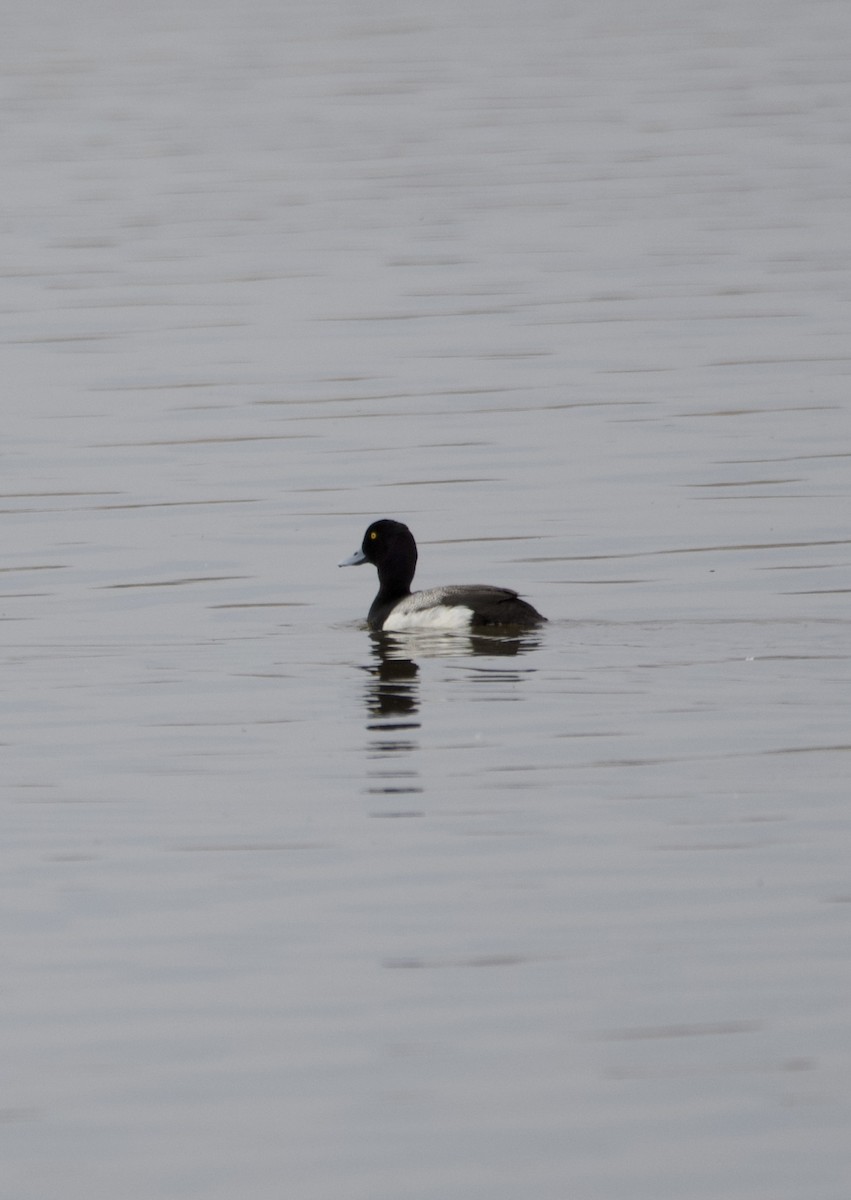 Greater Scaup - ML570464911