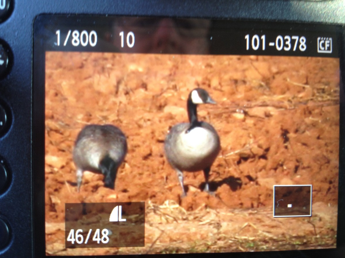eBird Checklist 12 Jan 2013 Dairy Road 2 species