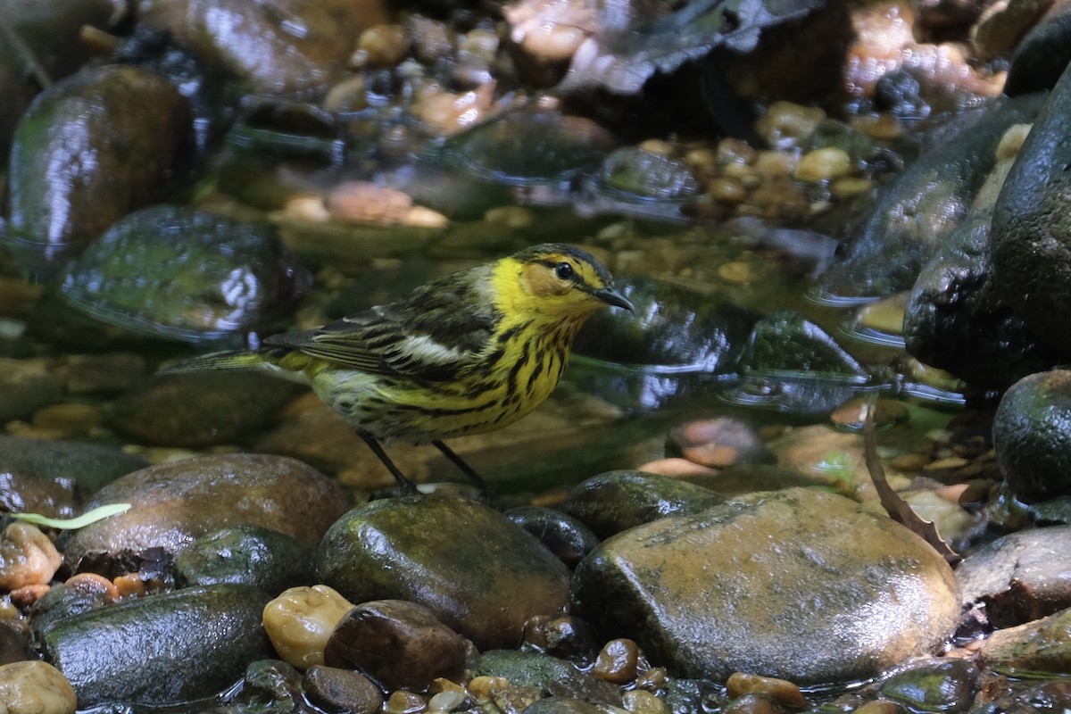 Cape May Warbler - ML570470671