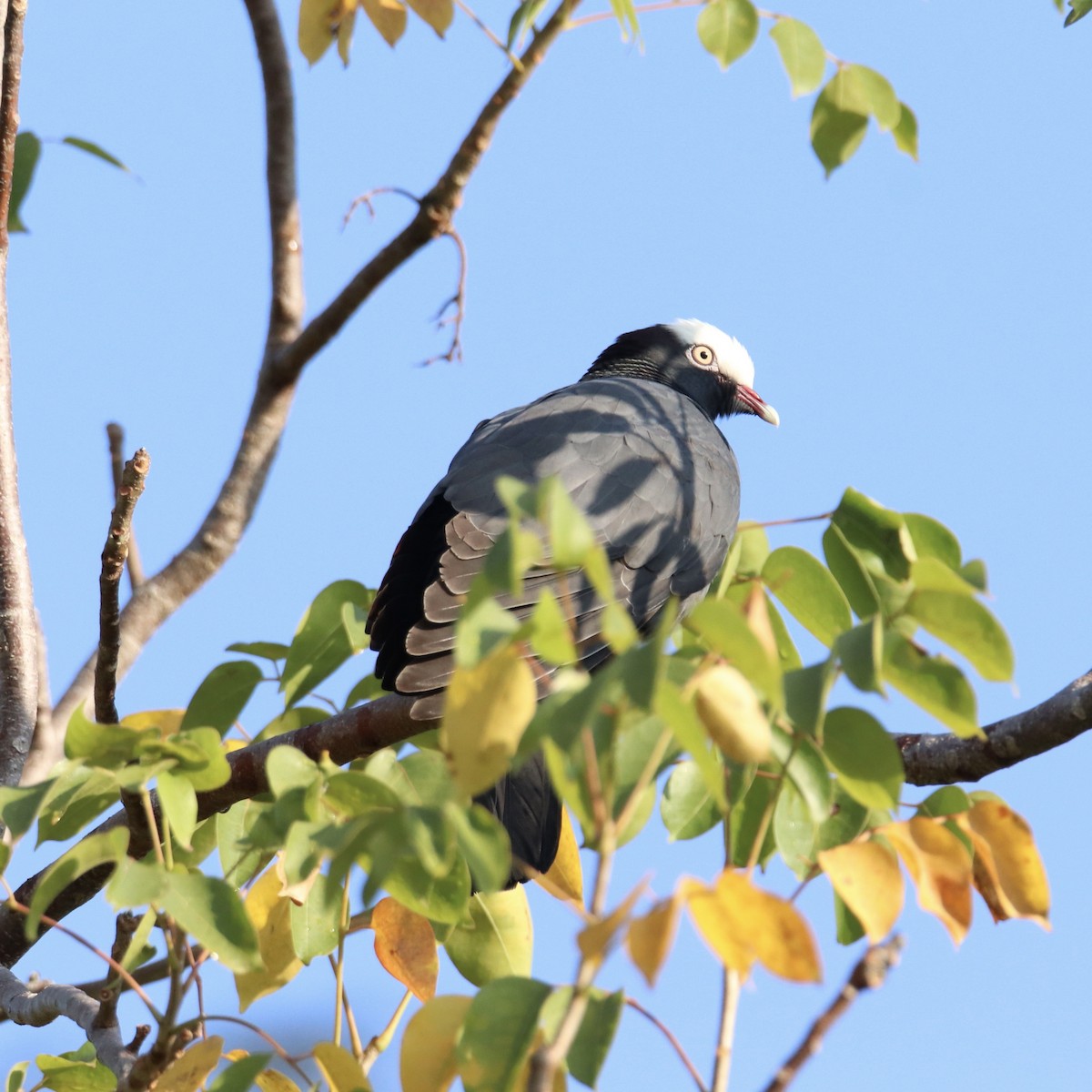 White-crowned Pigeon - ML570471291