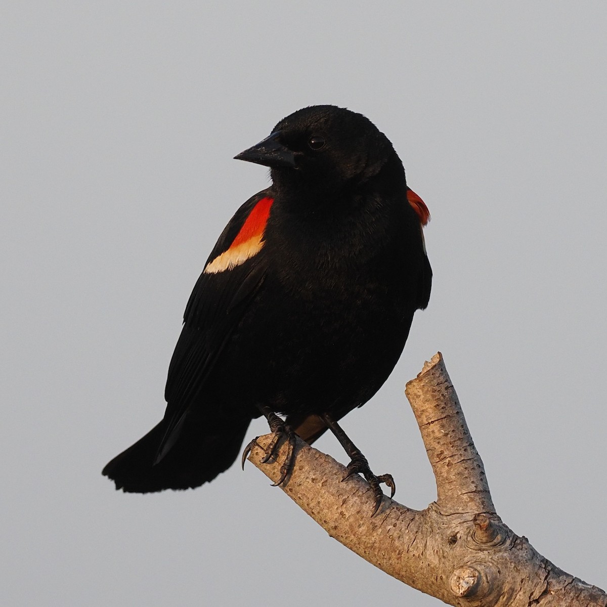 Red-winged Blackbird - ML570472861