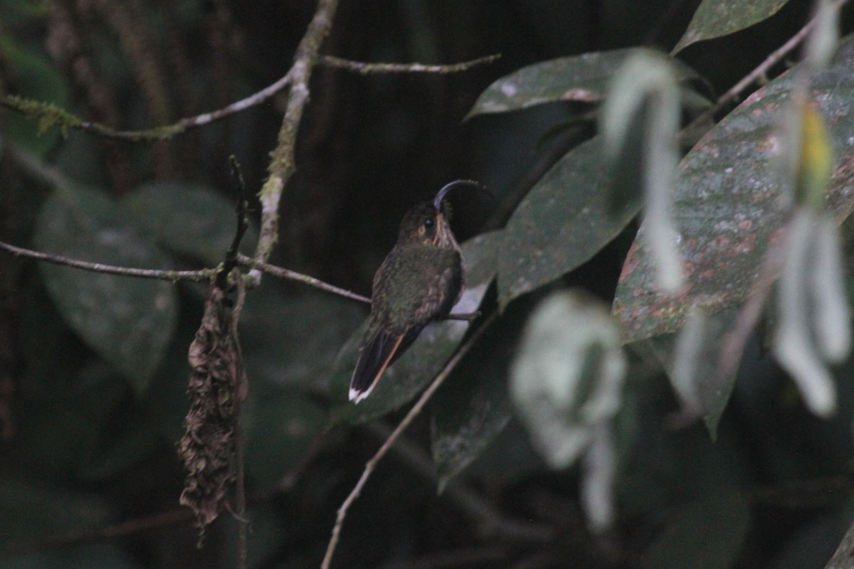 kolibřík rusoocasý - ML570474101