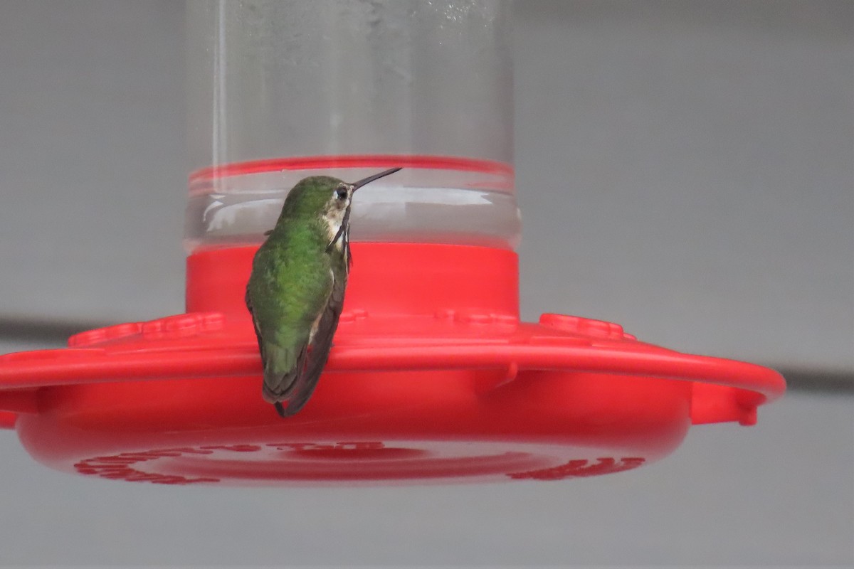 Calliope Hummingbird - ML570477401