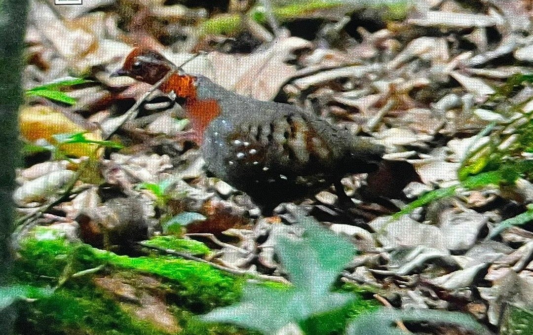 Chestnut-breasted Partridge - ML570482711