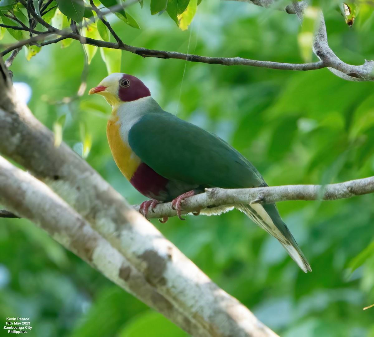 Yellow-breasted Fruit-Dove - ML570486031