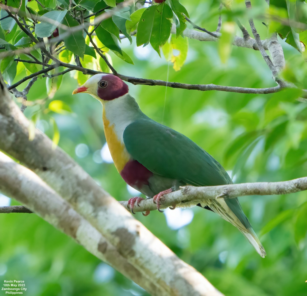 Yellow-breasted Fruit-Dove - ML570486041