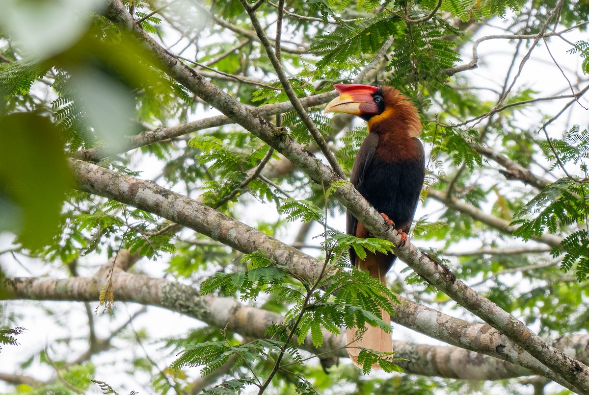 Rufous Hornbill (Southern) - Forest Botial-Jarvis