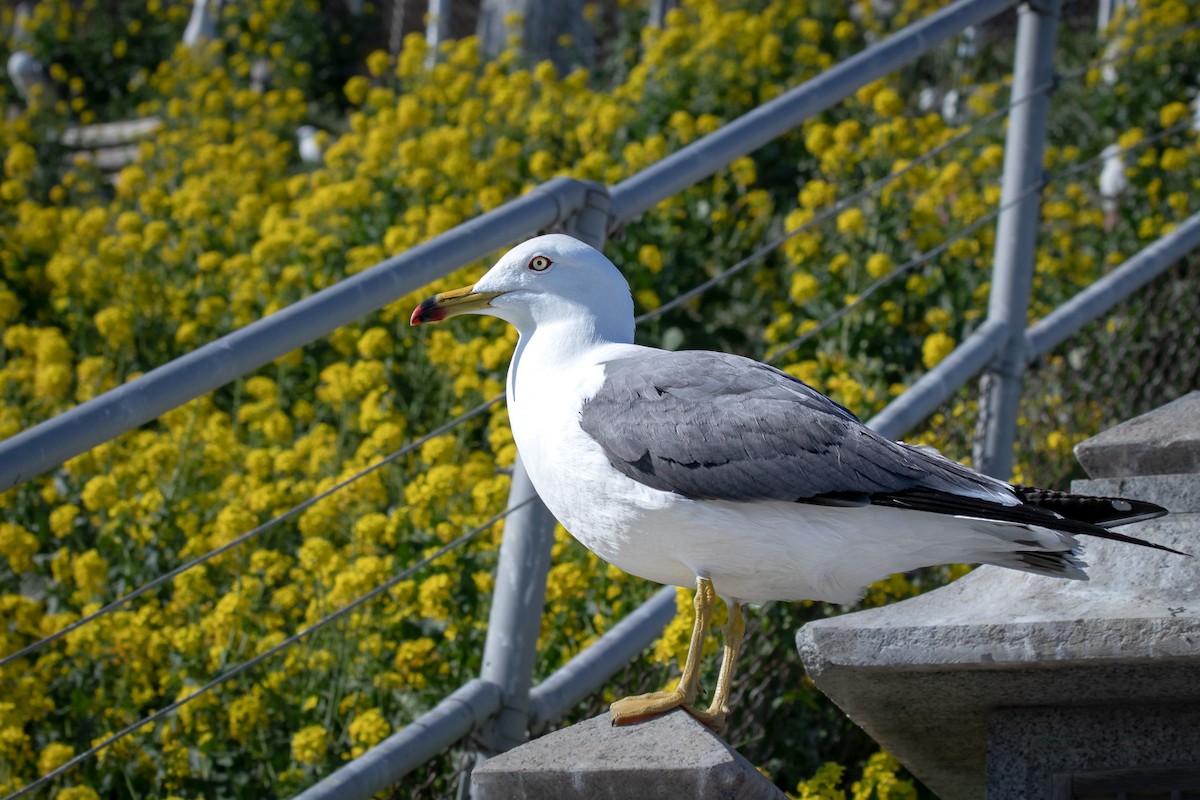 Black-tailed Gull - ML570491501