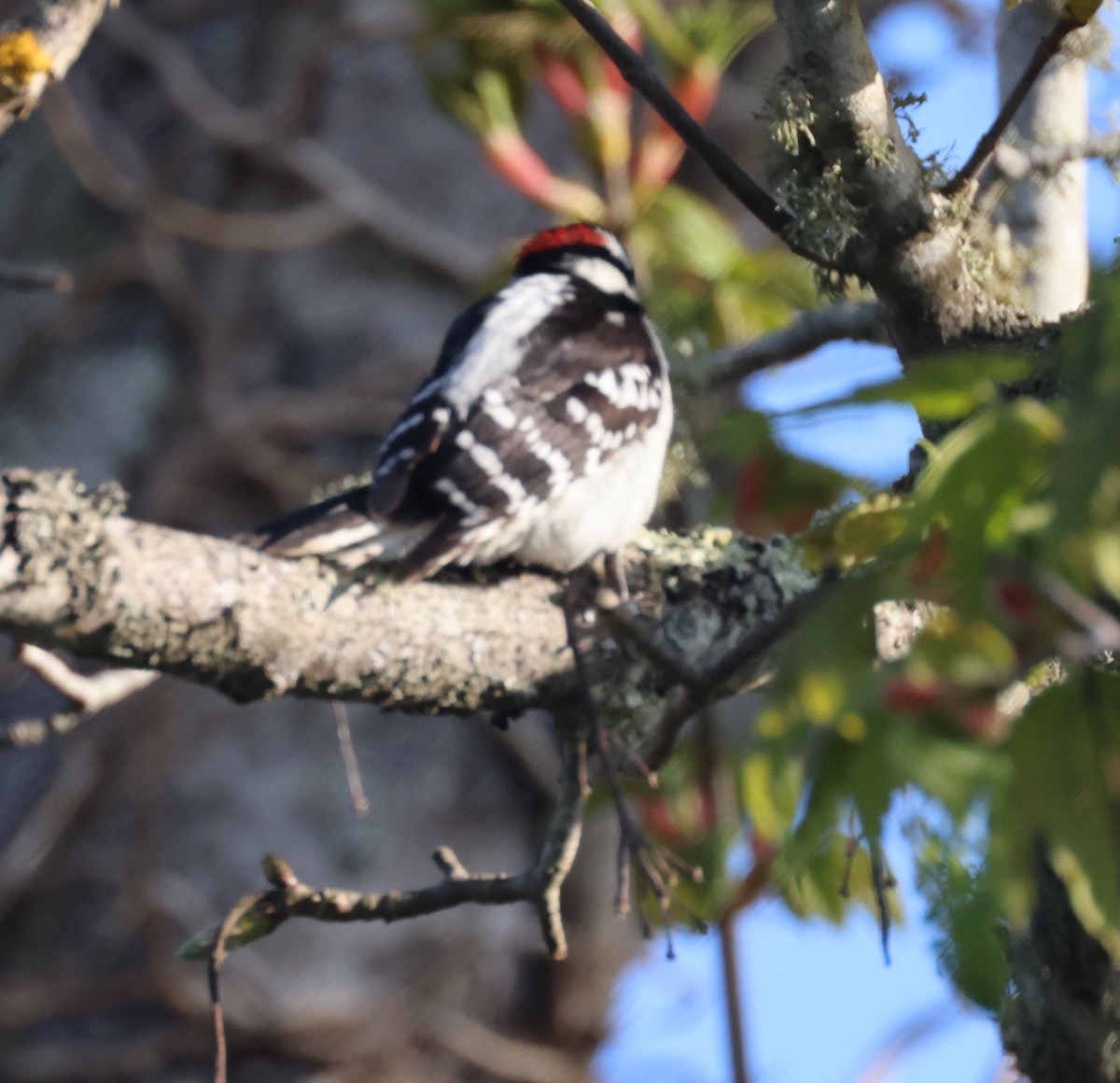 Downy Woodpecker - ML570493651