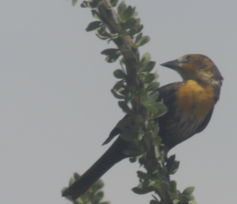 Yellow-headed Blackbird - ML570498621