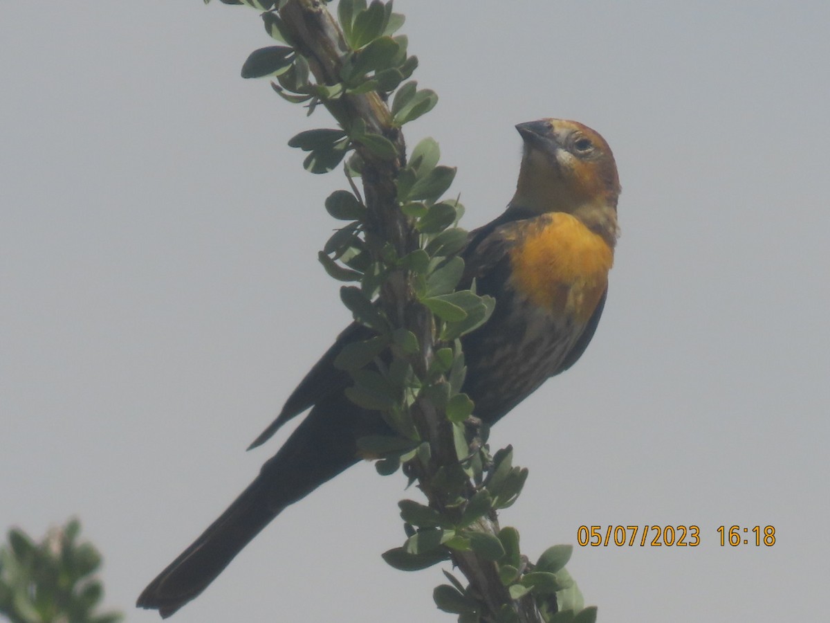 Yellow-headed Blackbird - ML570498641
