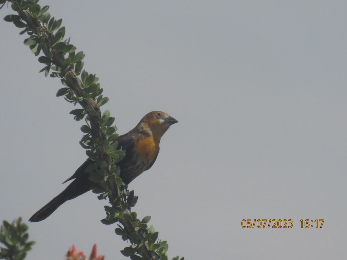 Yellow-headed Blackbird - ML570498651