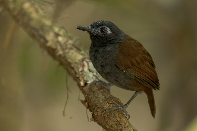 Common Scale-backed Antbird - eBird