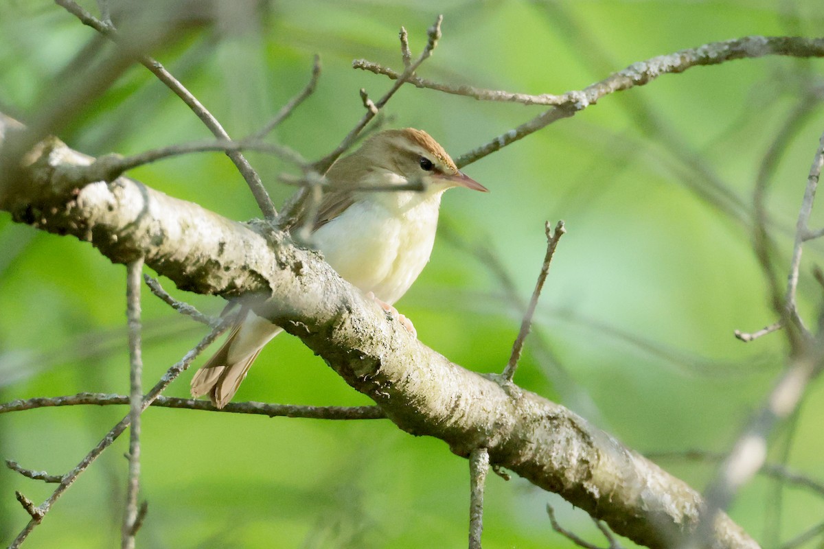 Ebird Checklist 11 May 2023 Gssf Greene Cty Side 42 Species 4151