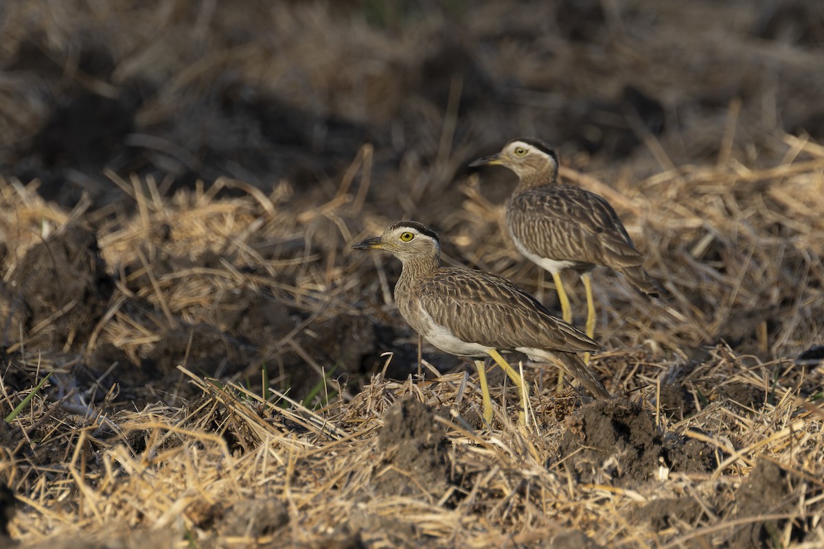 Double-striped Thick-knee - ML570505831