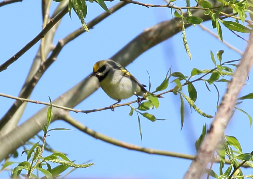 Ebird Checklist May Braddock Bay West Spit Species Other Taxa