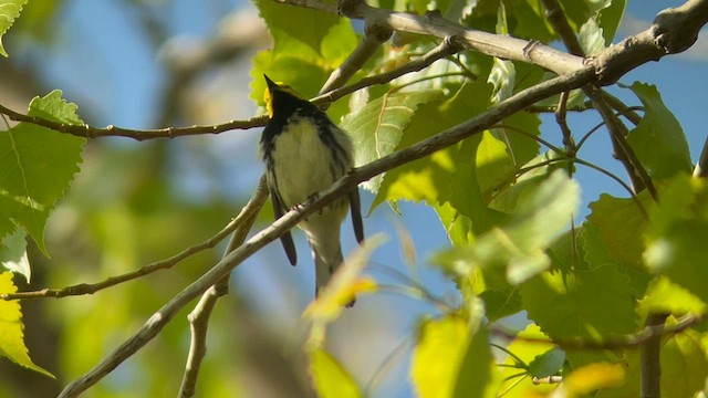 Black-throated Green Warbler - ML570511241