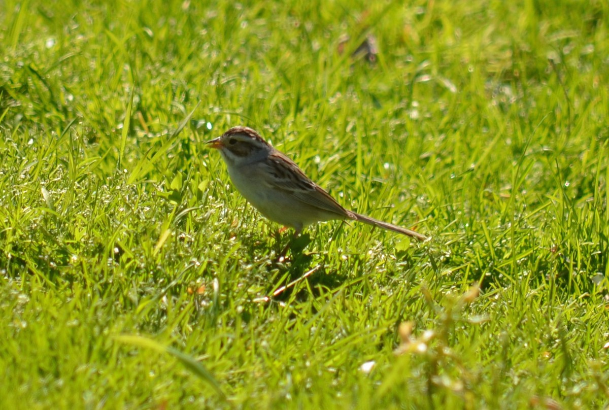 Clay-colored Sparrow - ML57051191