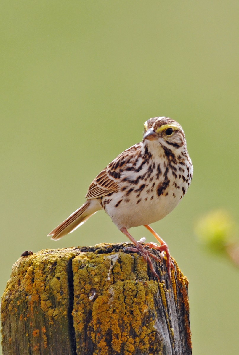 Savannah Sparrow - ML570515981