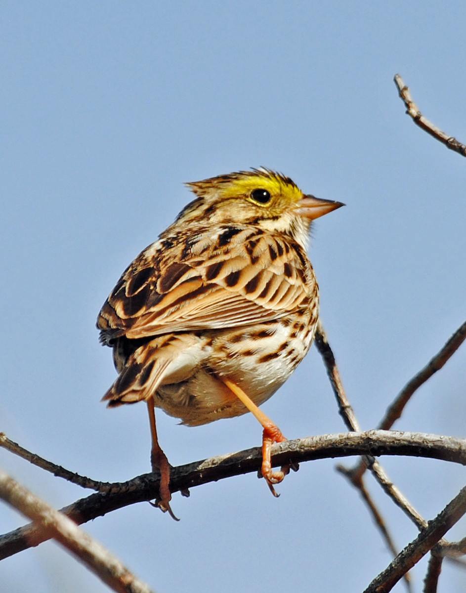 Savannah Sparrow - ML570515991