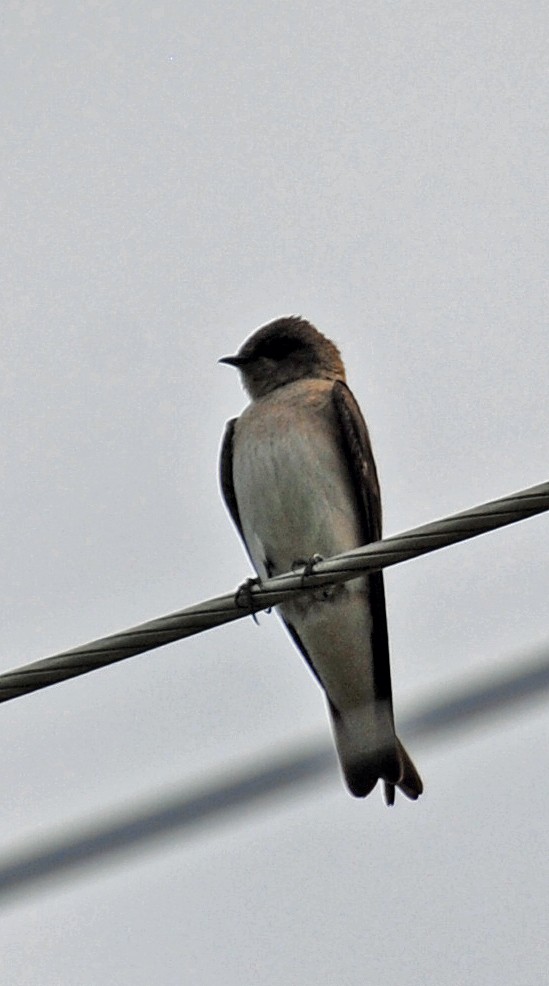Northern Rough-winged Swallow - ML570516161
