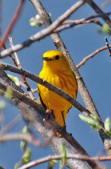 Yellow Warbler - Matthew  Lowery