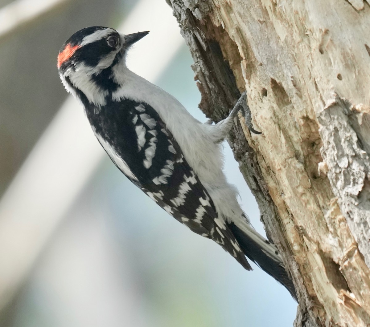 Downy Woodpecker - ML570519991
