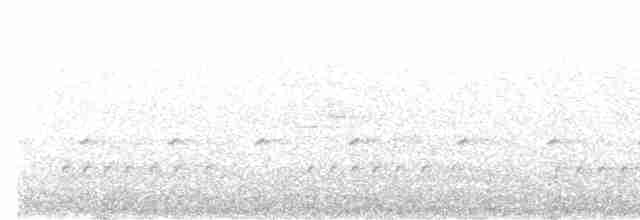 Weißscheiteltapaculo - ML570523851