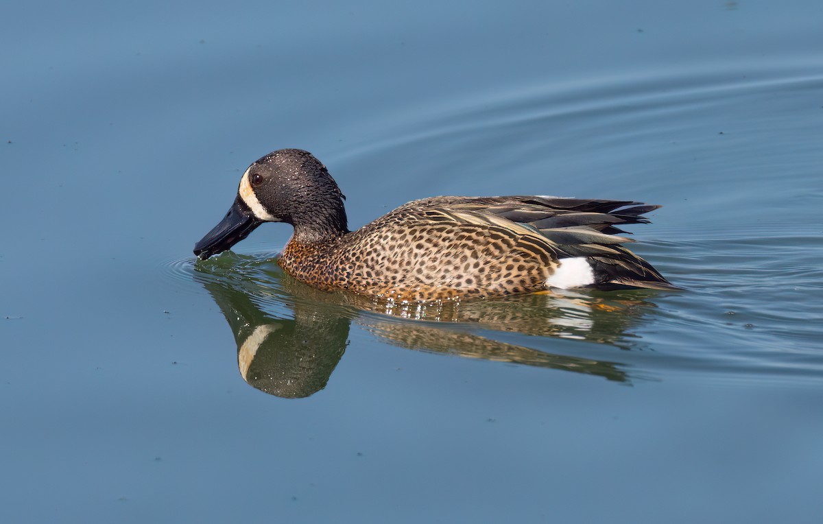 Blue-winged Teal - ML570527281