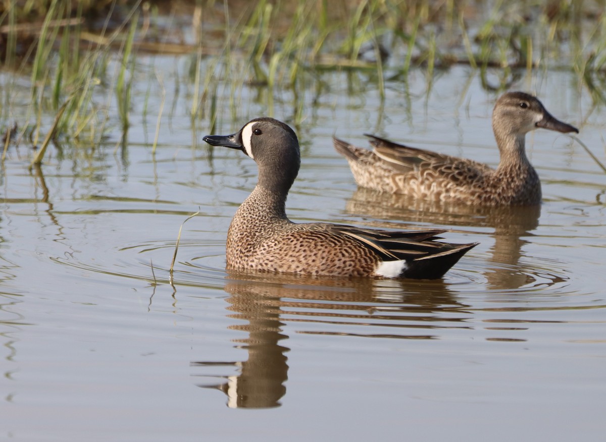 Blue-winged Teal - ML570528151
