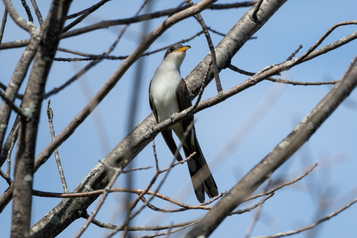 Yellow-billed Cuckoo - ML570531541