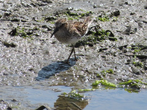 Least Sandpiper - Ruth Bergstrom
