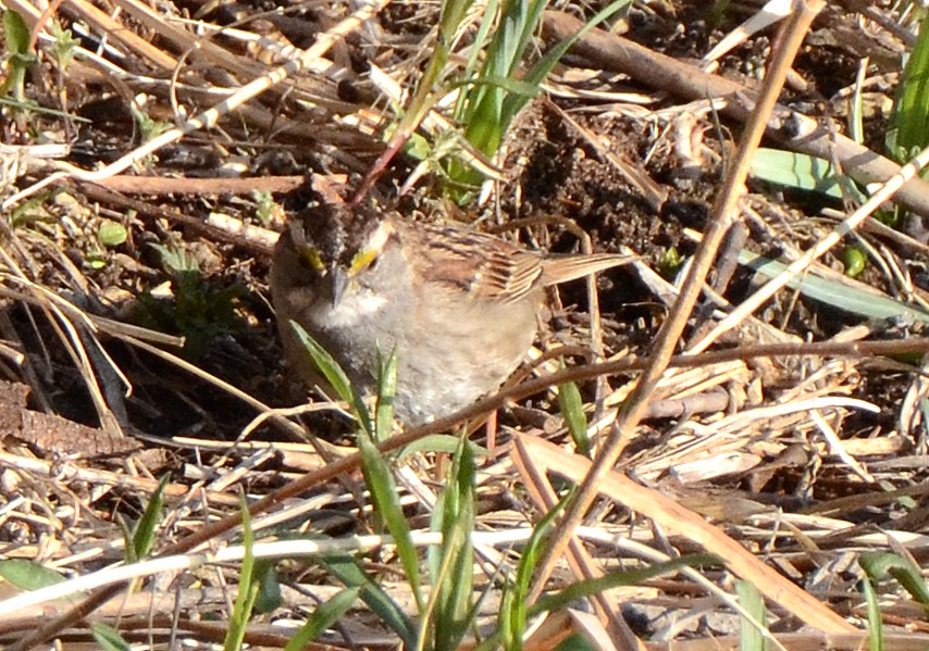 White-throated Sparrow - ML57053401