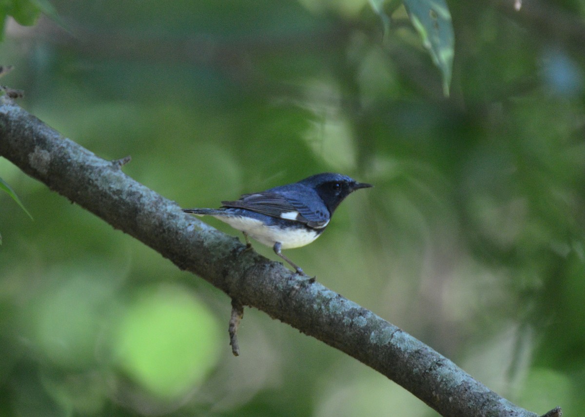 Black-throated Blue Warbler - Jody Shugart