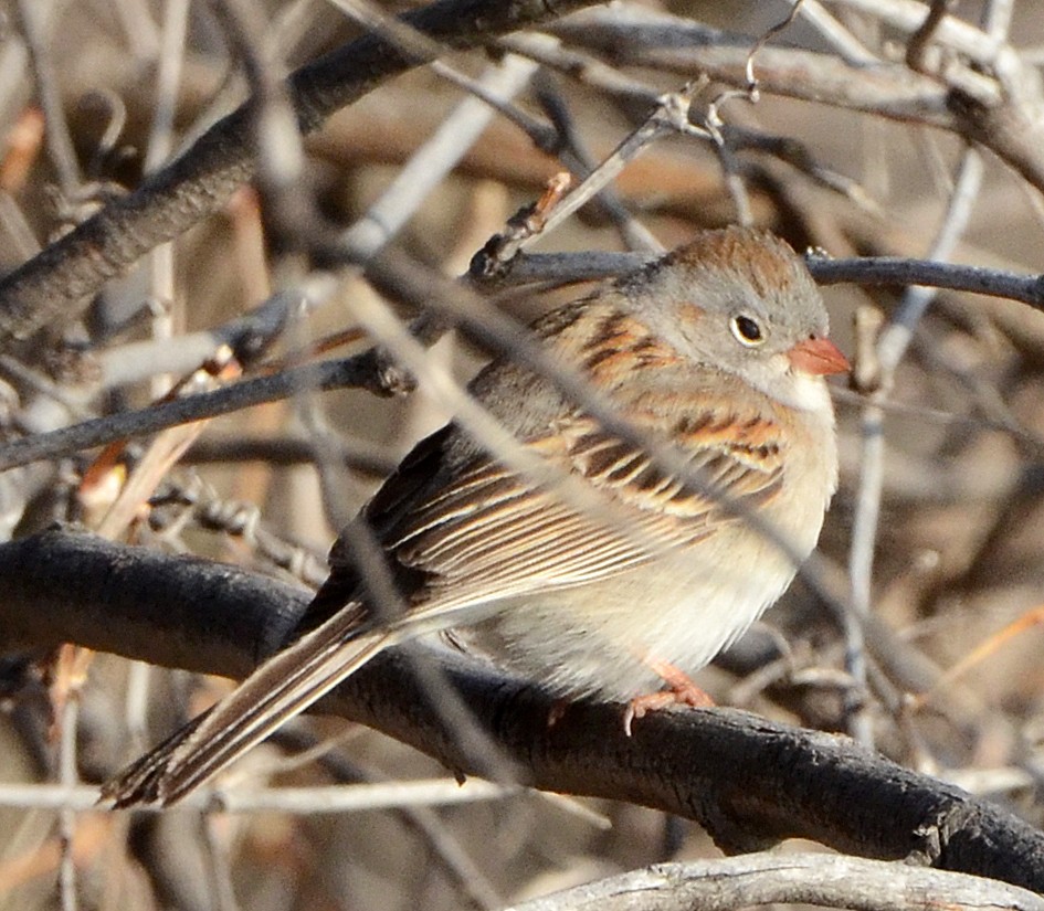Field Sparrow - ML57053481