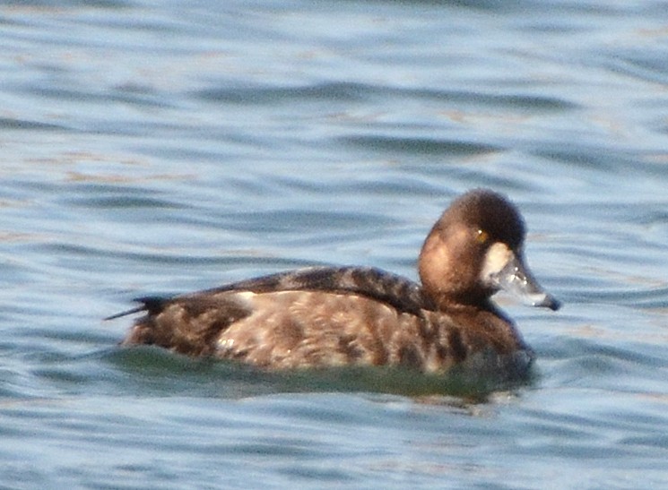 Greater Scaup - ML57053681
