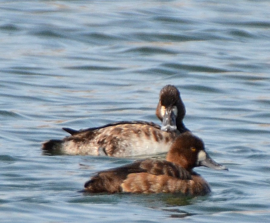 Greater Scaup - ML57053691