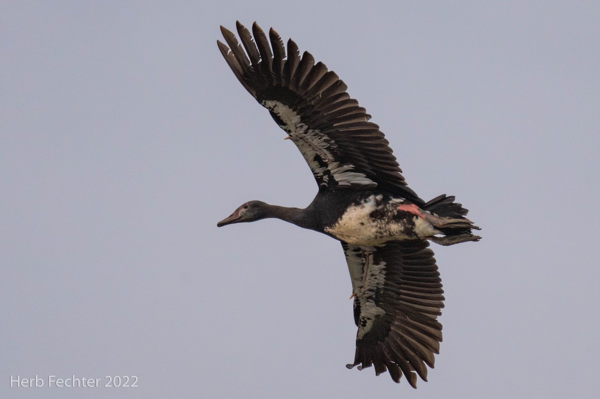 Spur-winged Goose - ML570537141